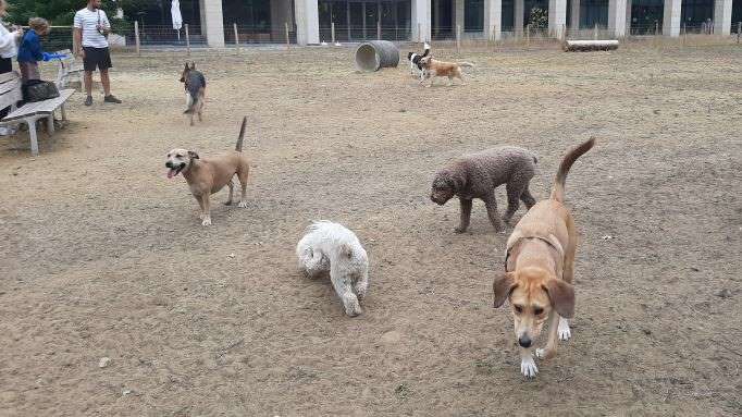 Nieuwe hondenloopweide op Leuvense Philipssite